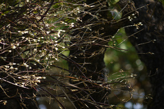 Dendrobium herbaceum